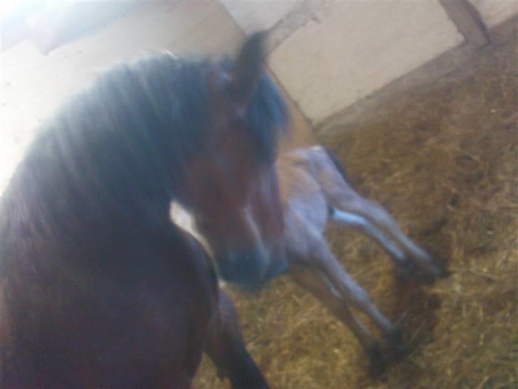 Belgier Bell,,  - Bell og hendes føl flemming billede 16