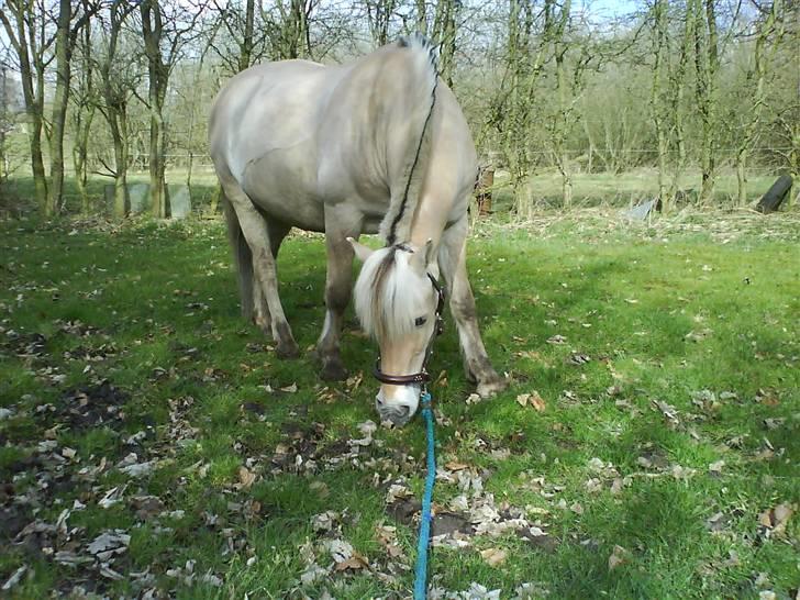 Fjordhest GasMads "solgt og savnet" - en hygge tur ned til søen mig og min lille TYKSAK hehe  billede 8