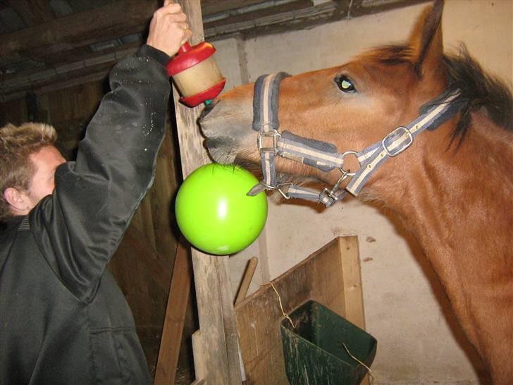 Anden særlig race Hovgaardens Flemming - det er godt nok en sjov ting jeg har  billede 5