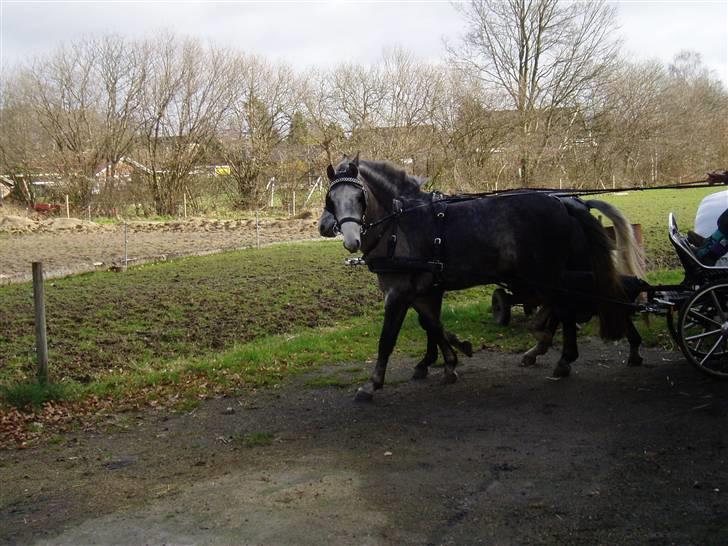 New Forest Firfod Jackpot billede 6