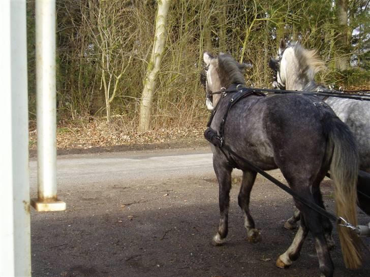 New Forest Firfod Jackpot billede 7