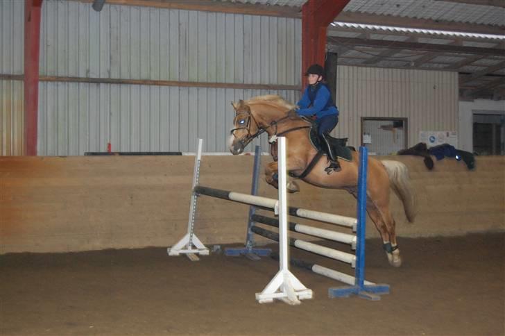 Palomino Golden Casanova - Uha.. det er godt nok højt for en dressur rytter som mig.. ;) billede 14