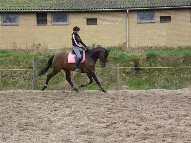 Dansk Varmblod Mjelsgaards Livera (RDH) - Februar 2008 billede 14
