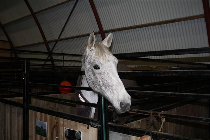 Anden særlig race Line ( halvpart) - lige lidt spring billede 11