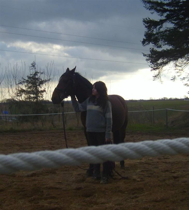 Hollandsk Varmblod Zorro - R.I.P 10/4 - 08 billede 9