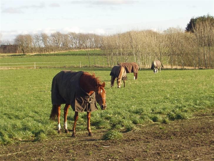 Fuldblod (XX) Pearl Harbor - Ligner jeg en engel nu mor ? billede 2