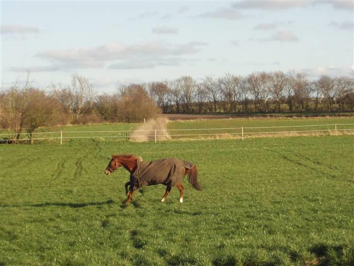 Fuldblod (XX) Pearl Harbor - ARG!! ....PH finder ud af at hun er ved at galopere lige ned i en kæmpe vandpyt XD billede 4