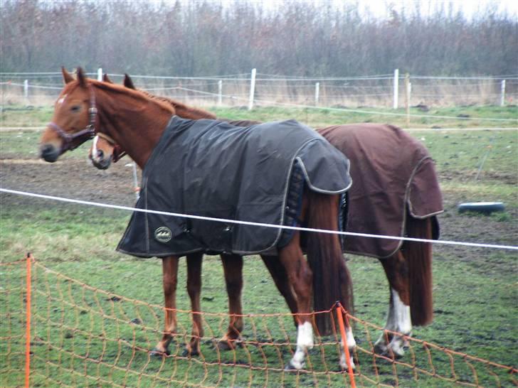 Fuldblod (XX) Pearl Harbor - PH og hendes kæreste May Julaga, i vinteren 07 billede 5