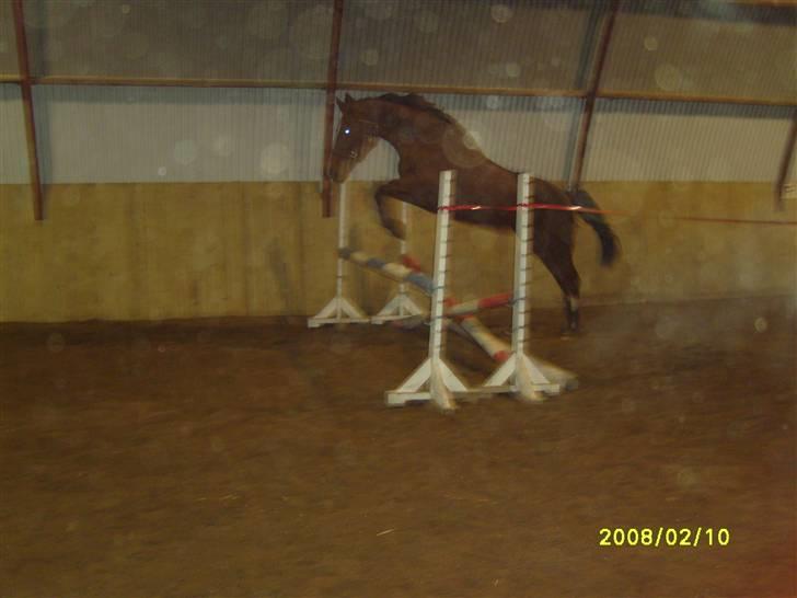 Dansk Varmblod Wholi brentedal - yes yes den kan skam også hoppe. billede 12