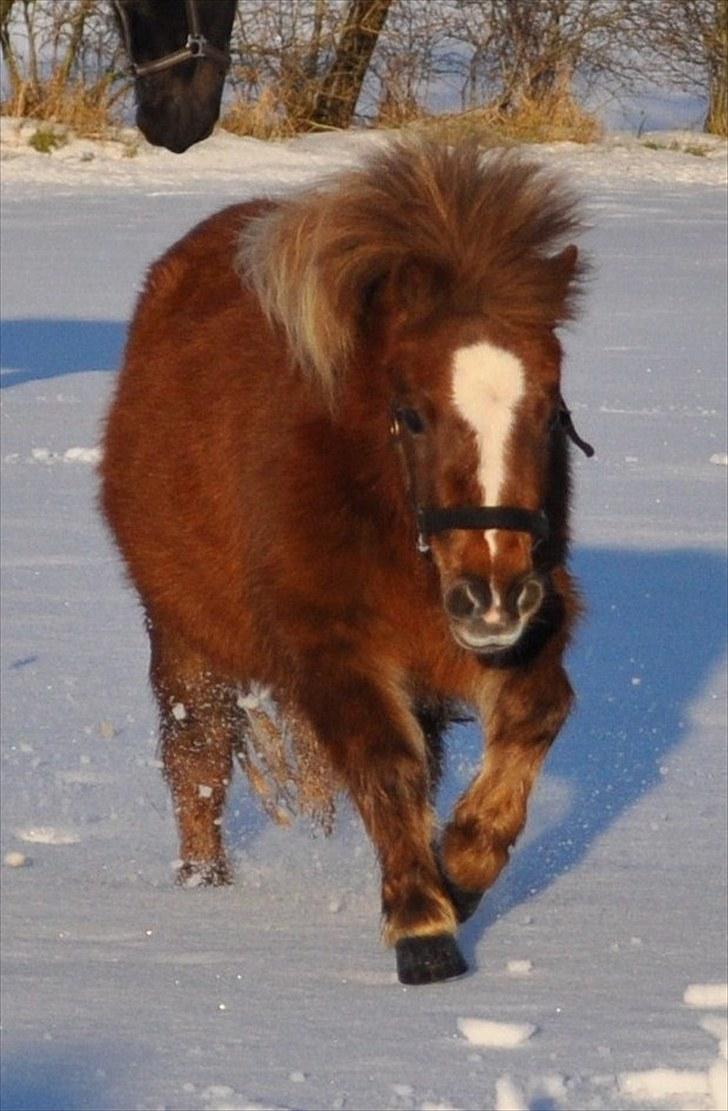 Shetlænder KJÆRSGAARDS AMINA - Amina springer rundt i de store snebjerge:D d.26 dec. 2009 billede 7
