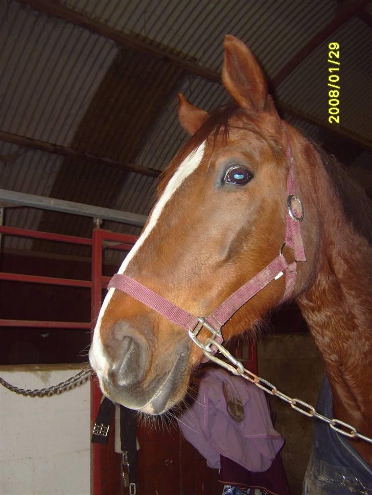 Dansk Varmblod Wholi brentedal - Efter ridning <3 billede 14