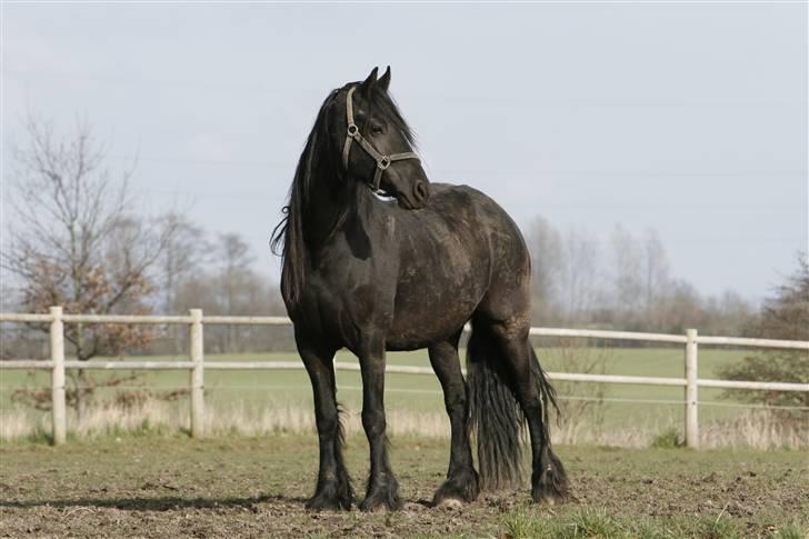 Frieser Willy 'fan Panhuys' billede 12