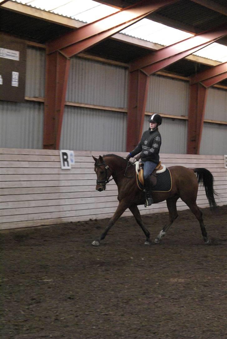 Arabisk fuldblod (OX) Pacat ox (Hjemsendt) billede 11