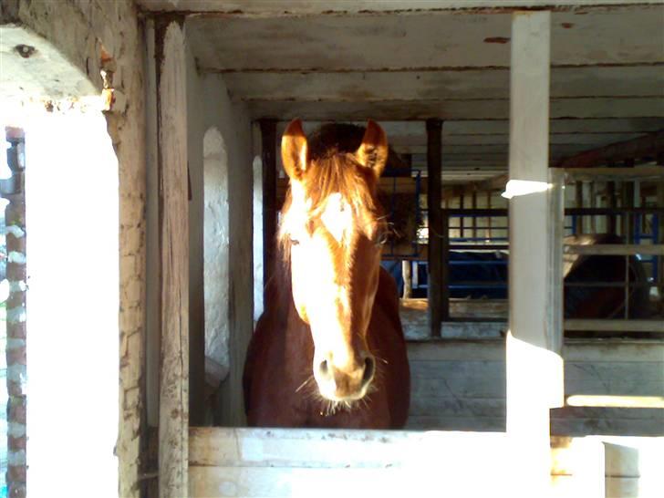 Anden særlig race Zafir*Solgt* :'( - Taget den 16/3..Min smukke dreng i sol lyset:) billede 3