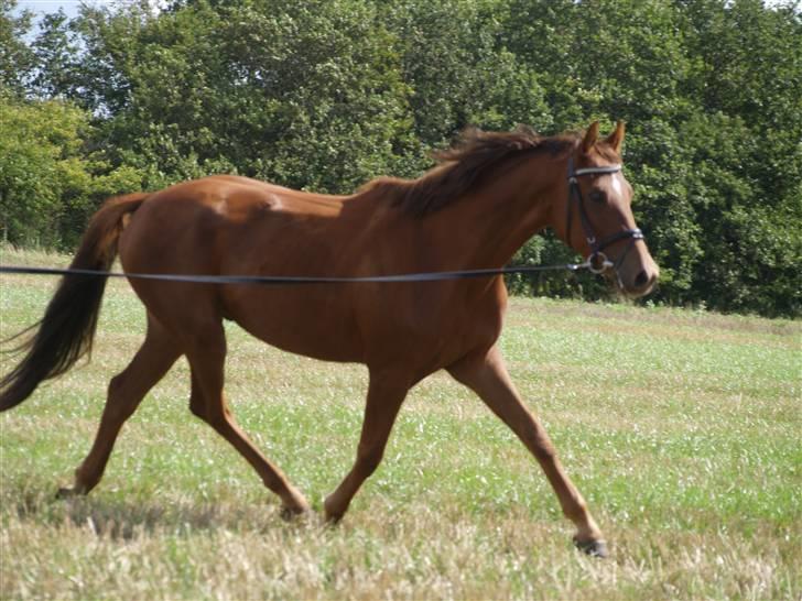 Anden særlig race Zafir*Solgt* :'( - NYT:) billede 4