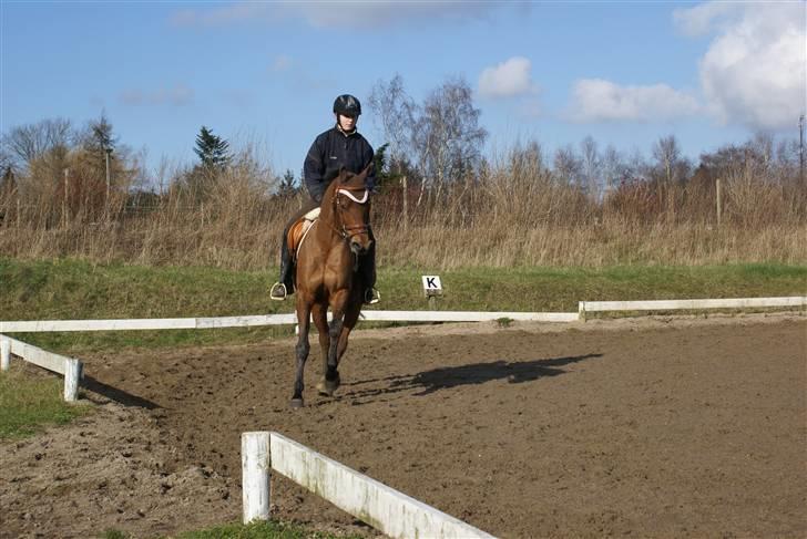 Arabisk fuldblod (OX) Pacat ox (Hjemsendt) billede 14