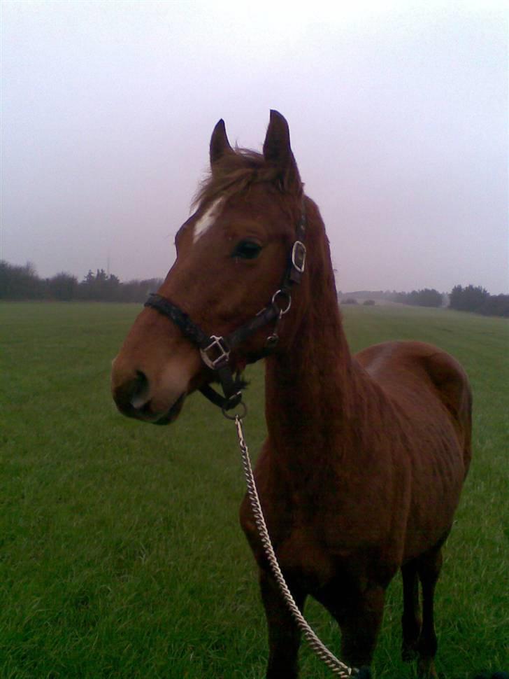 Anden særlig race Zafir*Solgt* :'( billede 5