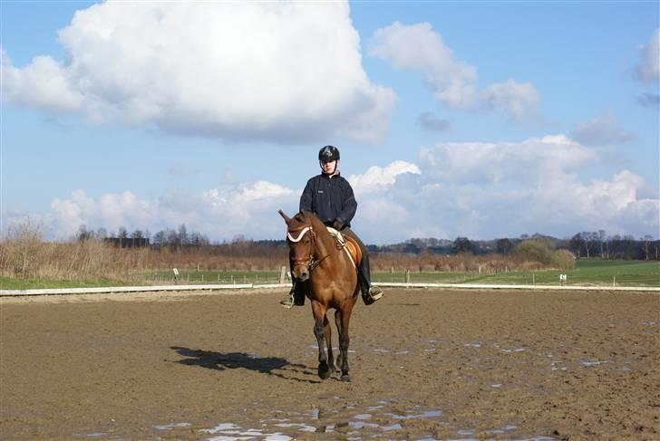 Arabisk fuldblod (OX) Pacat ox (Hjemsendt) billede 15