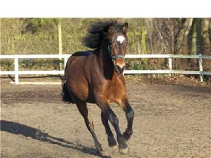 New Forest Vognmandgårdens Vagabond - den smukke dreng i galop billede 1