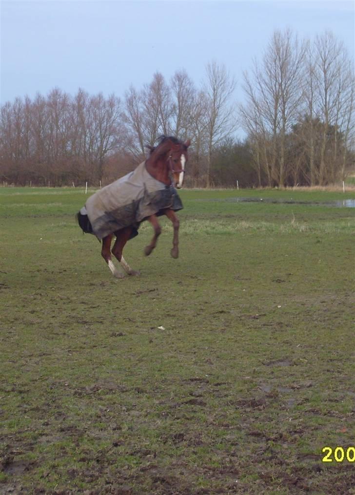 Dansk Varmblod Wholi brentedal - Jeg er faktisk også ret så stor og farlig :D billede 16