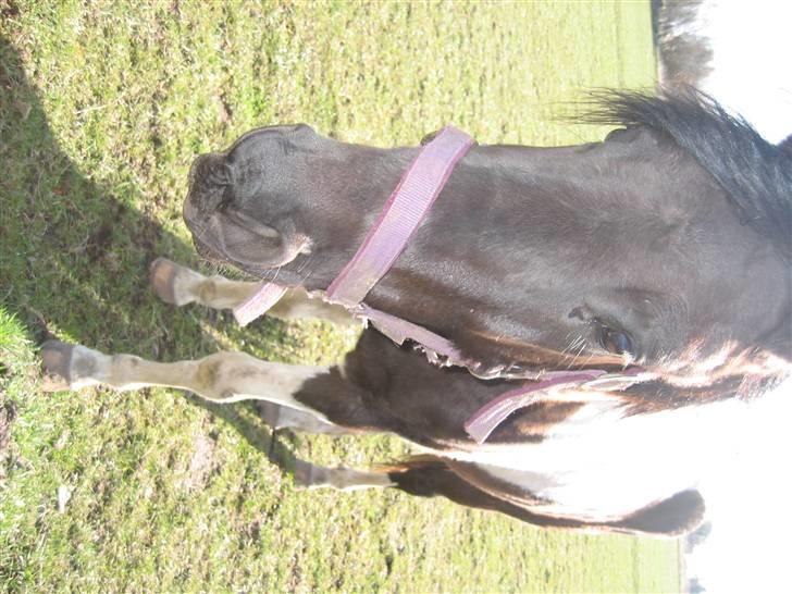 Pinto Sputnik - hvad er det du har i hånden, maise? billede 10