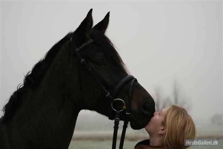 Dansk Varmblod Team Worlds Virginia *SOLGT* - jeg elsker dig !!  billede 13
