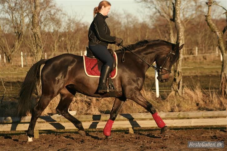 Dansk Varmblod Team Worlds Virginia *SOLGT* - 11-03-09 billede 16