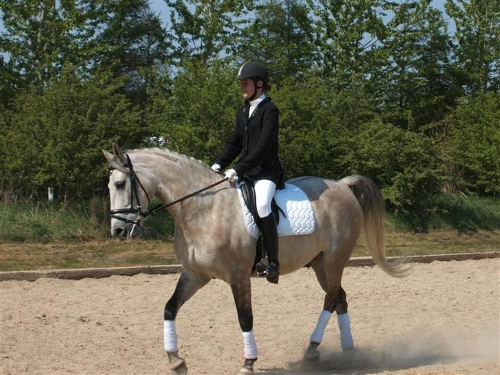 Anden særlig race Diego - Dressur igen igen....? billede 8