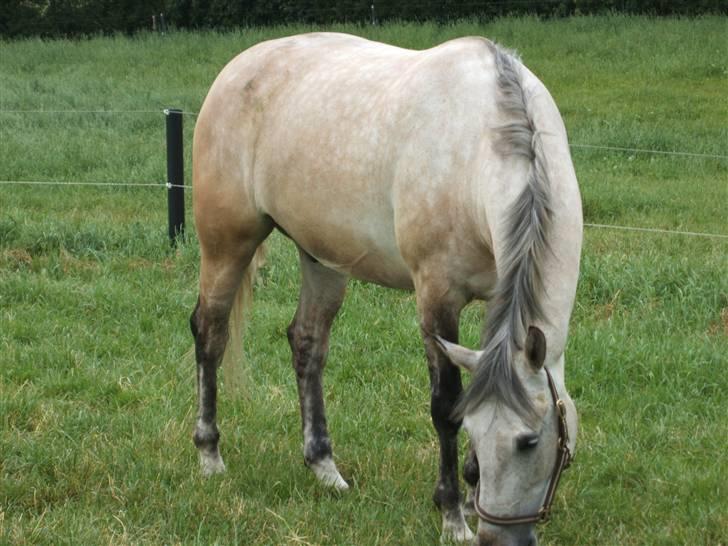 Anden særlig race Diego - Diego nyder at være på marken.. :) billede 9