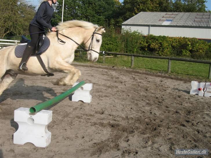 Palomino Oswald har passet billede 11