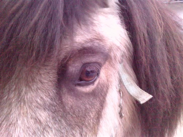 Anden særlig race Tjalfe ' Alt<3 *Gl. Part* - 10) Smukke Tjalfe <3 d. 6/1 2009 billede 10