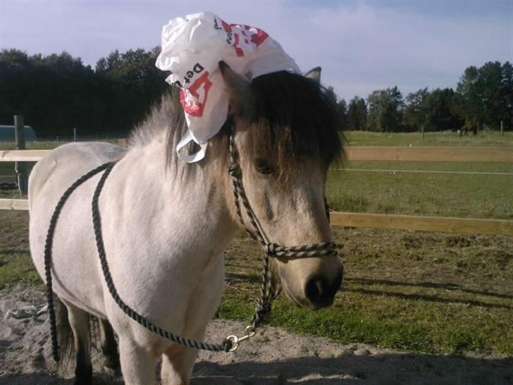 Anden særlig race Tjalfe ' Alt<3 *Gl. Part* - 11) Første gang med plastikpose på hovedet ;D <33 d. 19 September 2008 billede 11