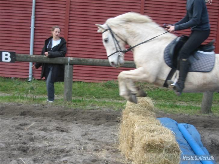 Palomino Oswald har passet billede 13