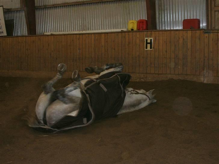 Anden særlig race Diego - Arr, det er dejlig med en rulletur  :D haha billede 12