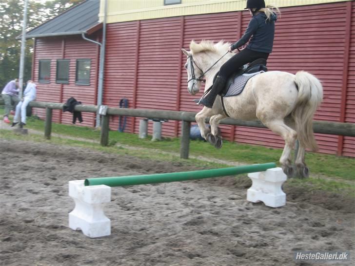 Palomino Oswald har passet - oswald og jeg springer og jeg var ved at falde af men blev siddene  billede 14