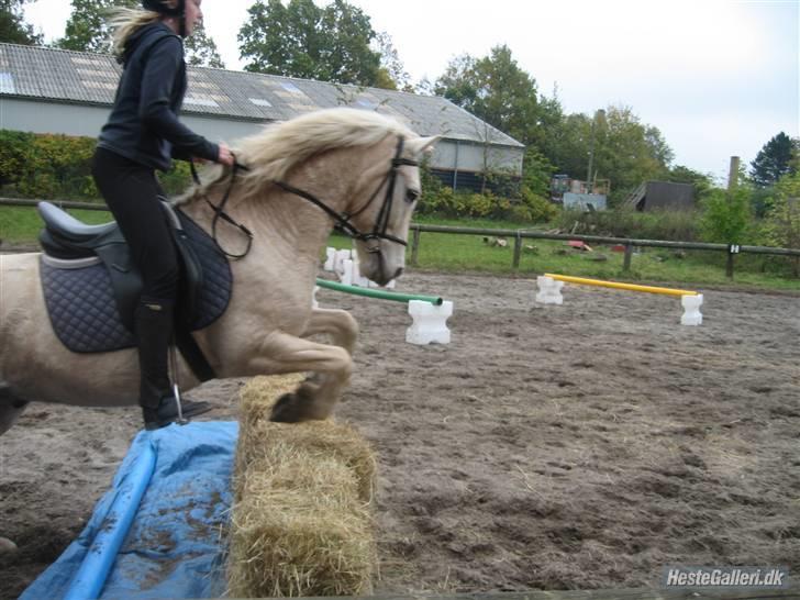 Palomino Oswald har passet billede 15