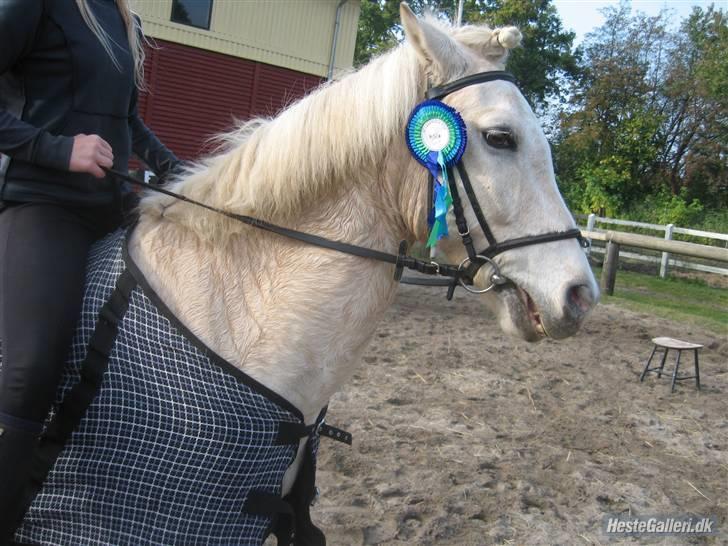 Palomino Oswald har passet - vi fik en 2 plads  billede 16
