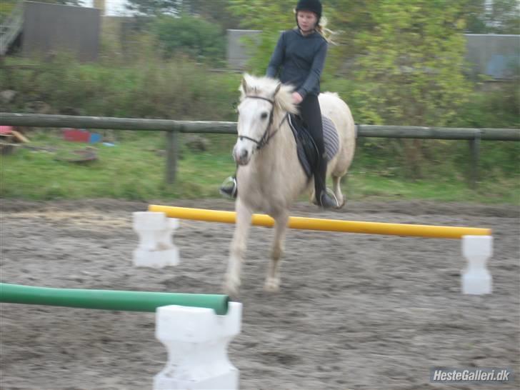 Palomino Oswald har passet billede 17