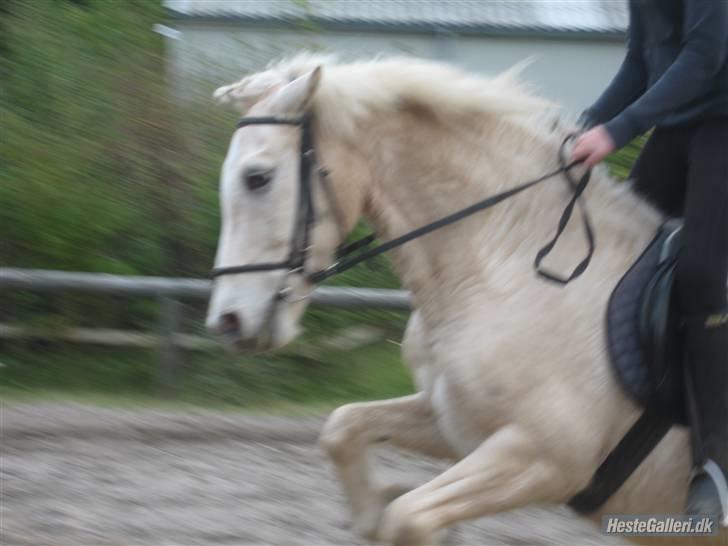 Palomino Oswald har passet billede 18