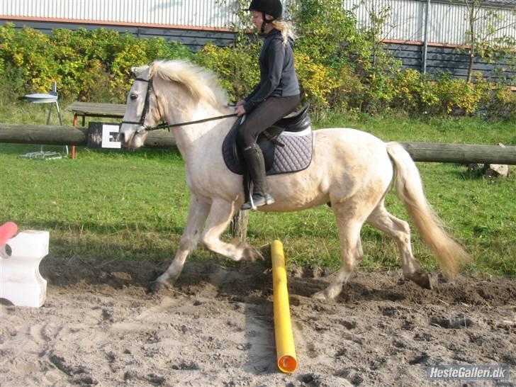 Palomino Oswald har passet billede 19