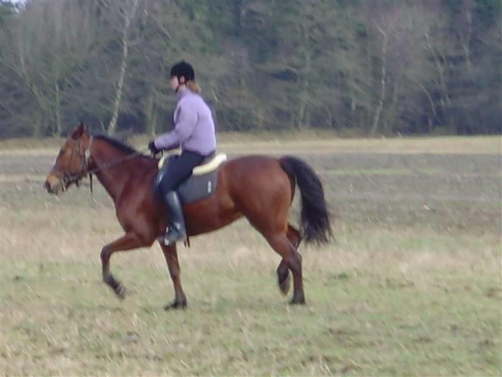 Traver Full Speed - Første gang jeg var ude at ride på hende <3 billede 2