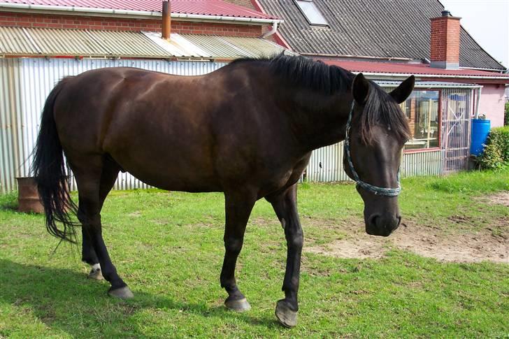 Anden særlig race Julle - Sommergræs 2007 billede 4