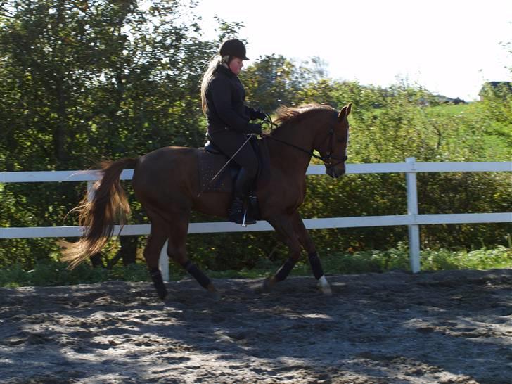 Hollandsk Sportspony Bijou † 2010 † - Galop :) billede 14