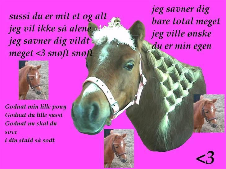 Shetlænder sussi har passet  billede 17