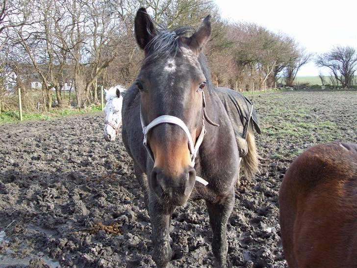 Dansk Varmblod Bella Star R.I.P billede 8