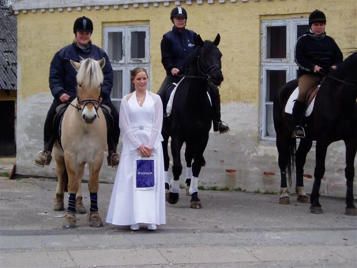 Fjordhest Per - En dag, jeg aldrig glemmer :) billede 3