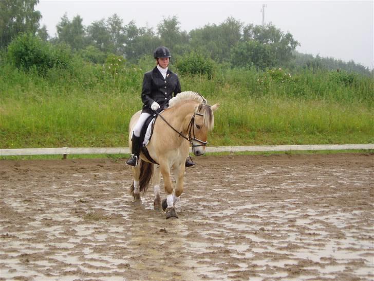 Fjordhest Per - Trist vejr skulle jeg hilse og sige :/ billede 5