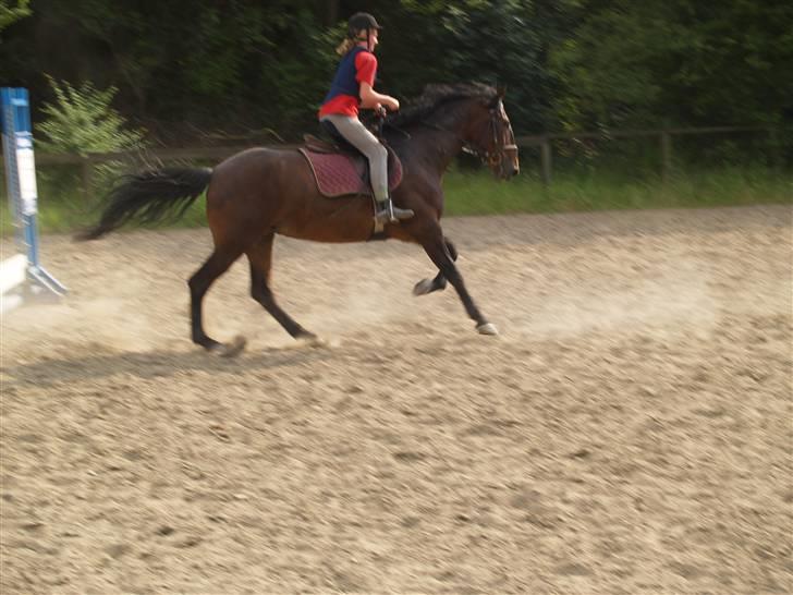 Ungarnsk Varmblod  baba   *gammel skolehest* - for fuld fart=) billede 11