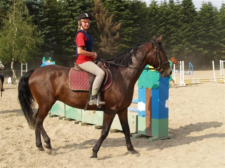 Ungarnsk Varmblod  baba   *gammel skolehest* - hejsa=) billede 12