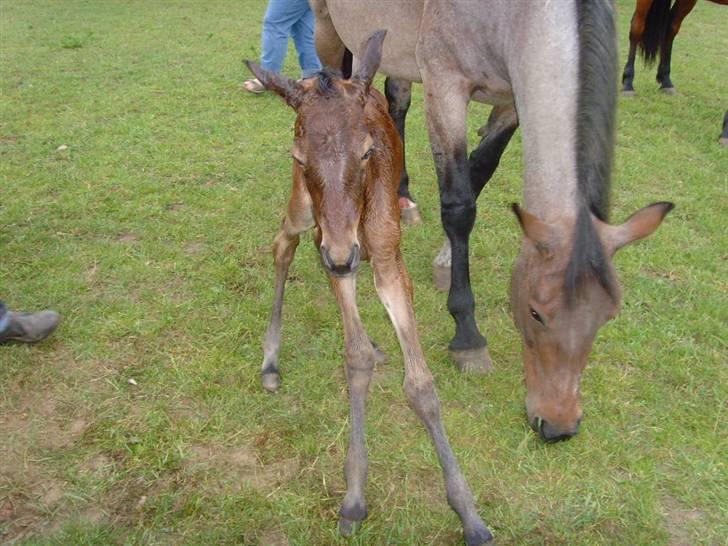 Traver Papaya Kaski  - Første gang hun stod af sig selv <3 billede 2